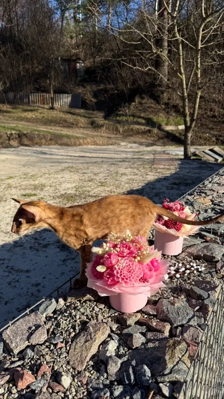 Helding (Halva) - Photoshoot with flowers