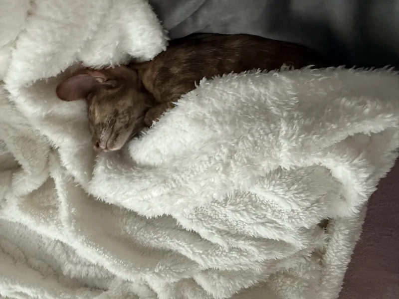 Helding (Halva) - Wrapped in a cozy blanket