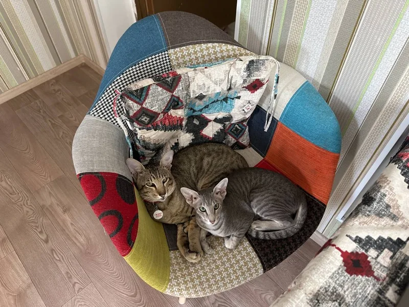Two oriental kittens cuddled together on a colorful armchair