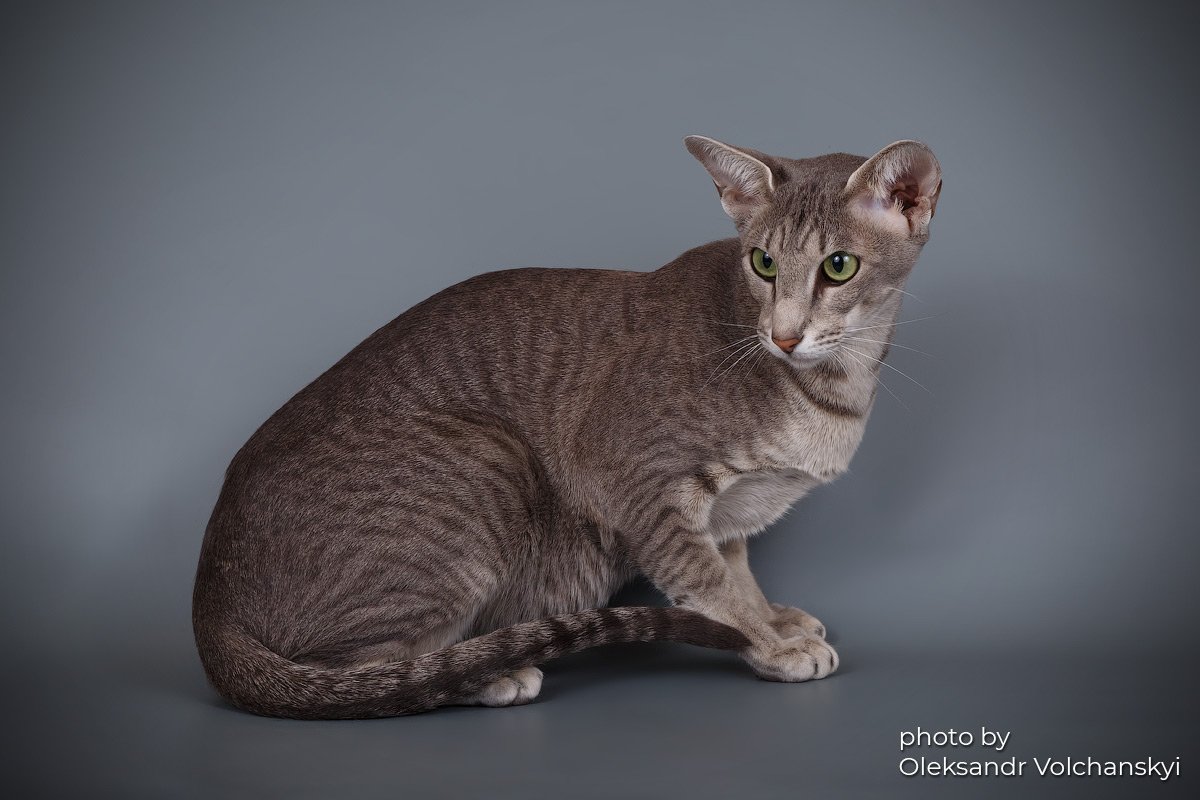 Oriental cat portrait