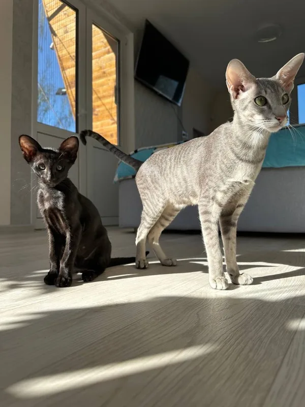 Sebastian and kitten in sunlit living room