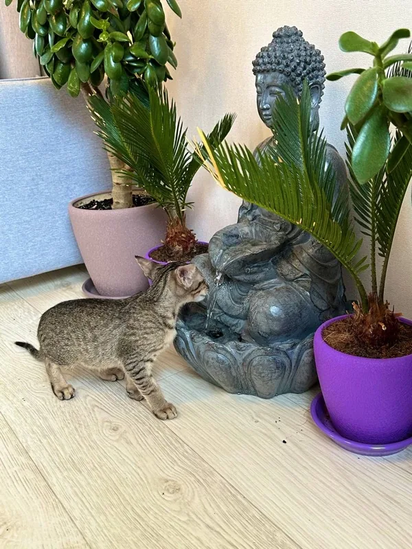 Oriental kitten exploring plants at home