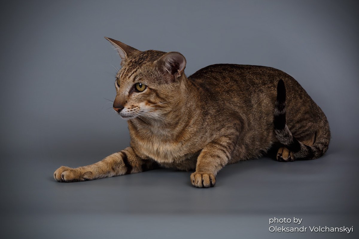 Oriental cat in motion