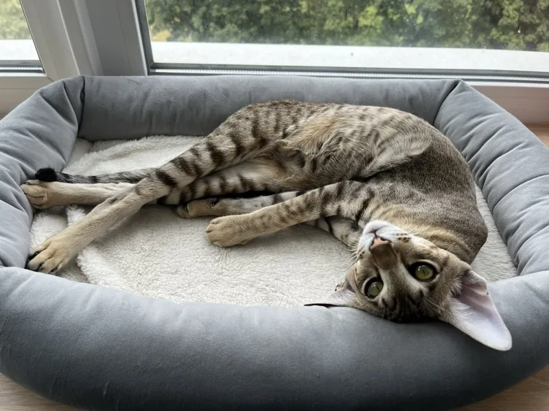 Oriental cat relaxing in a cozy bed by the window
