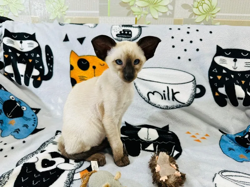 Siamese kitten sitting on a playful blanket with toys