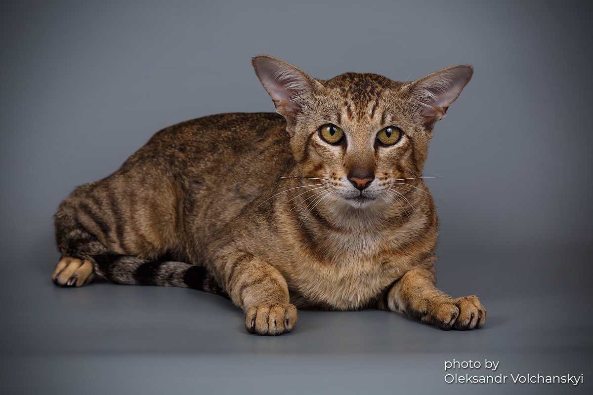 Oriental cat relaxing