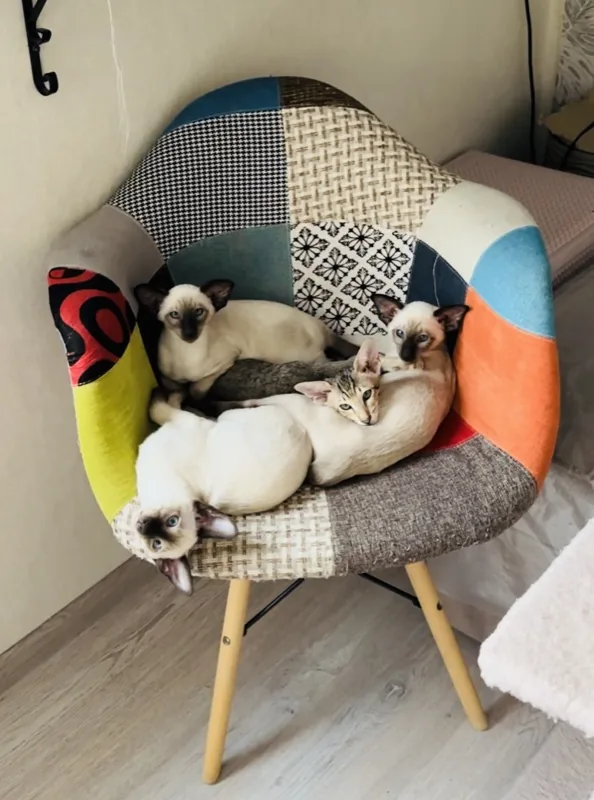 Three Siamese kittens cuddled together on a patchwork armchair