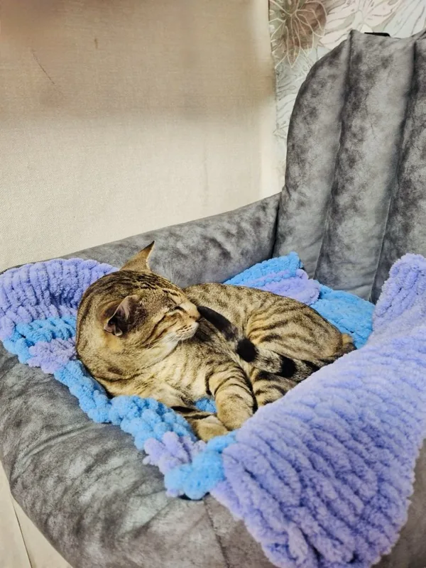 Sebastian (Seba) - Resting on the blanket
