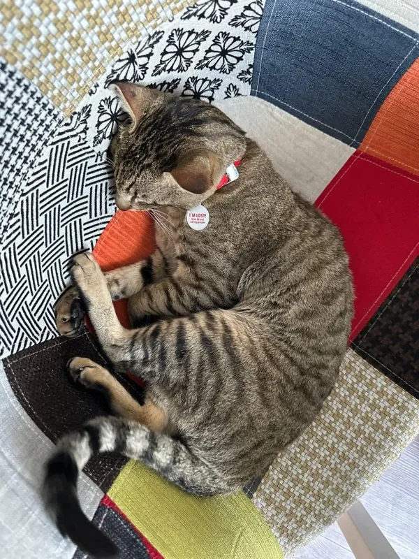 Sebastian (Seba) - Sleeping on his favourite armchair