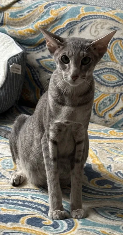 Simona (Sima) - Expecting kittens