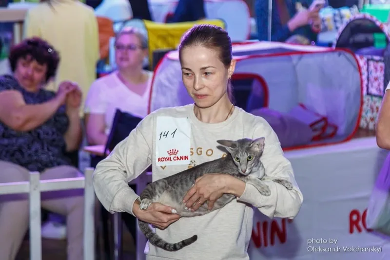 Simona (Sima) - Cat Show - GIC title
