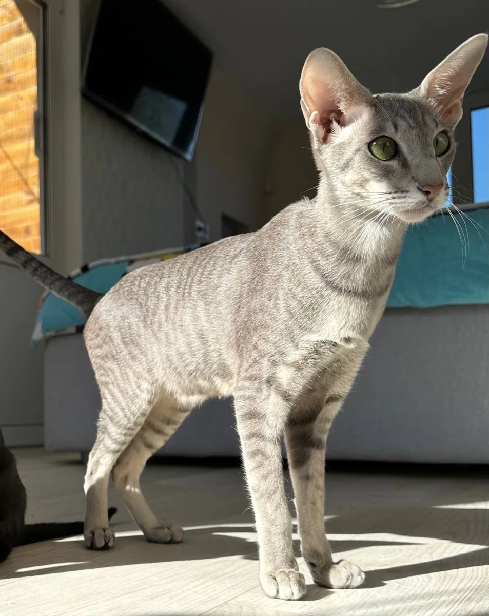Simona (Sima)
