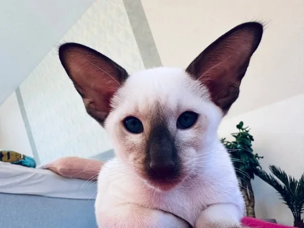 Alt Milky Ole Lukhoye