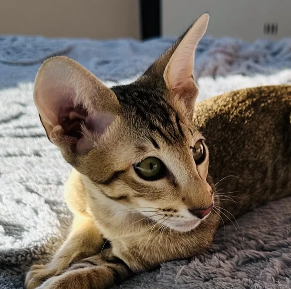 Buddy Ole Lukhoye