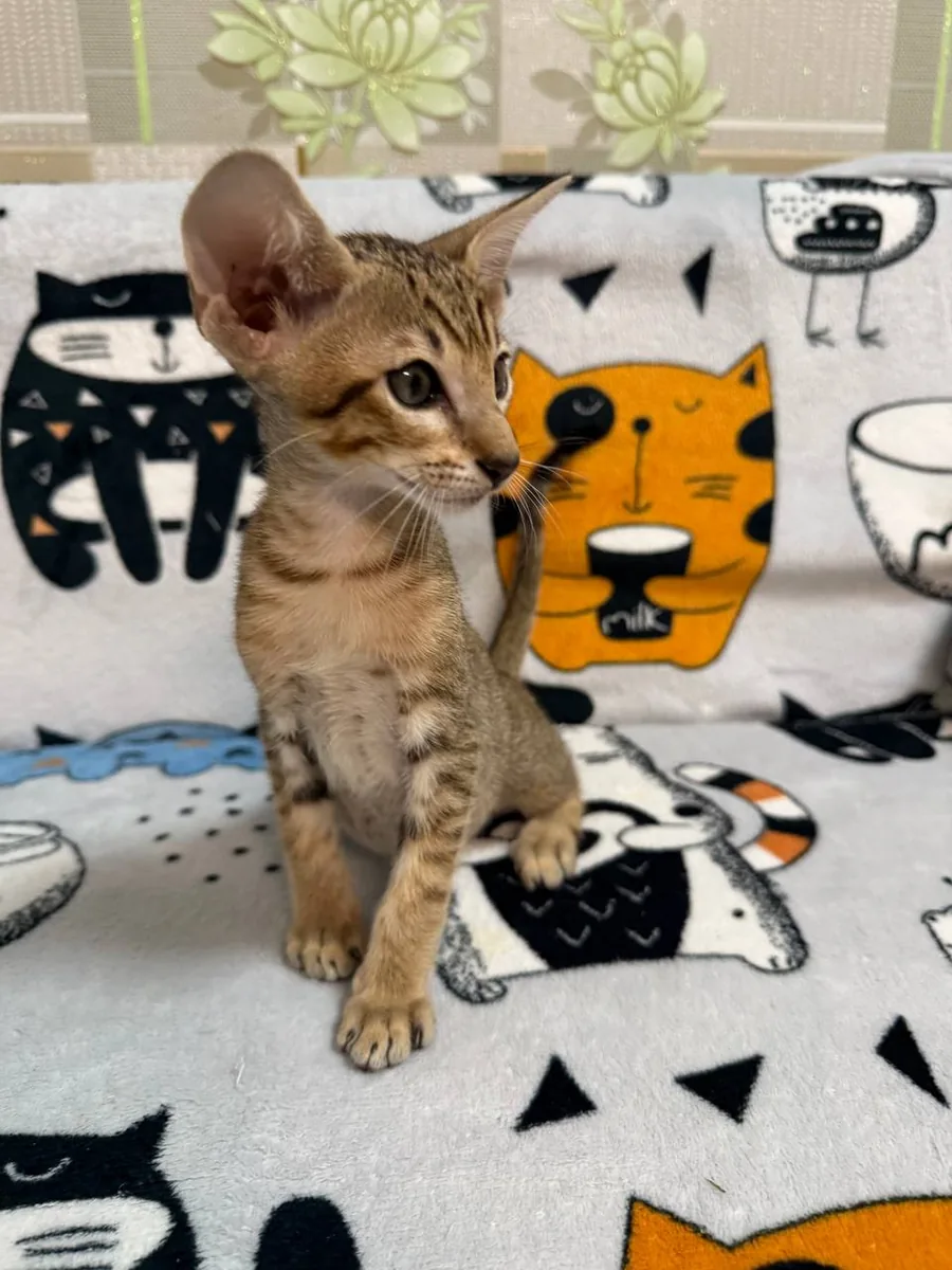 Cai, Oriental Shorthair kitten, Black tabby spotted