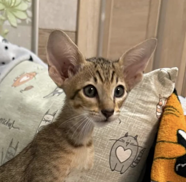 Cai, Oriental Shorthair kitten, Black tabby spotted