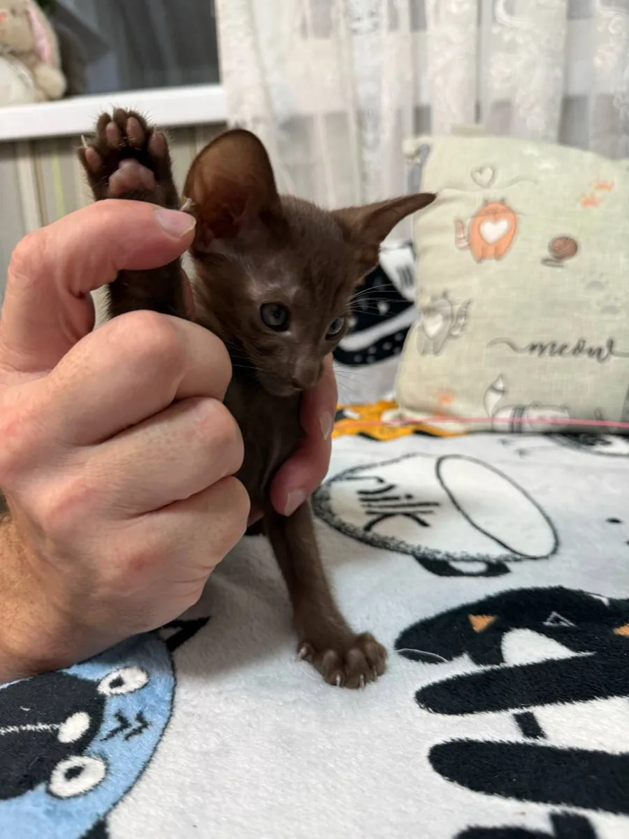 Chanel, Oriental Shorthair kitten, Chocolate