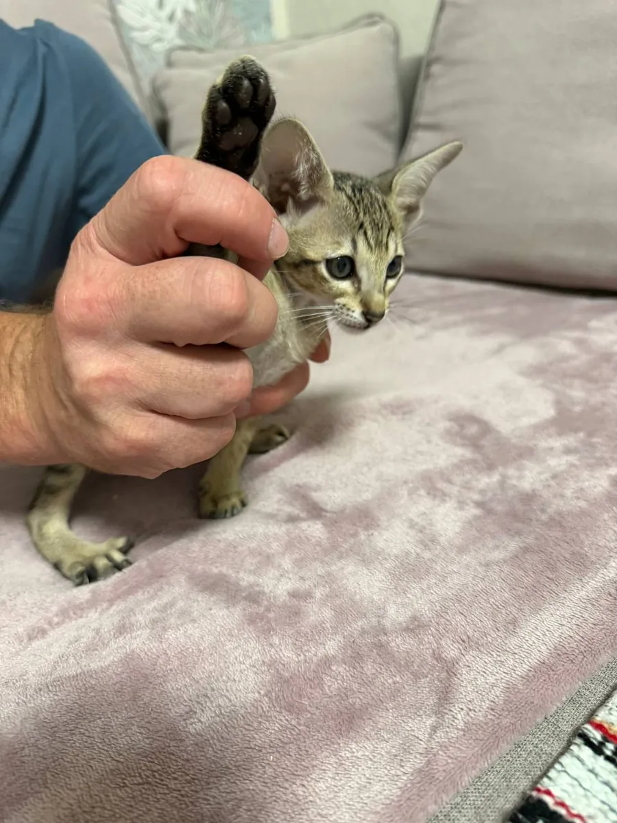 Chipa, Oriental Shorthair kitten, Black tabby spotted