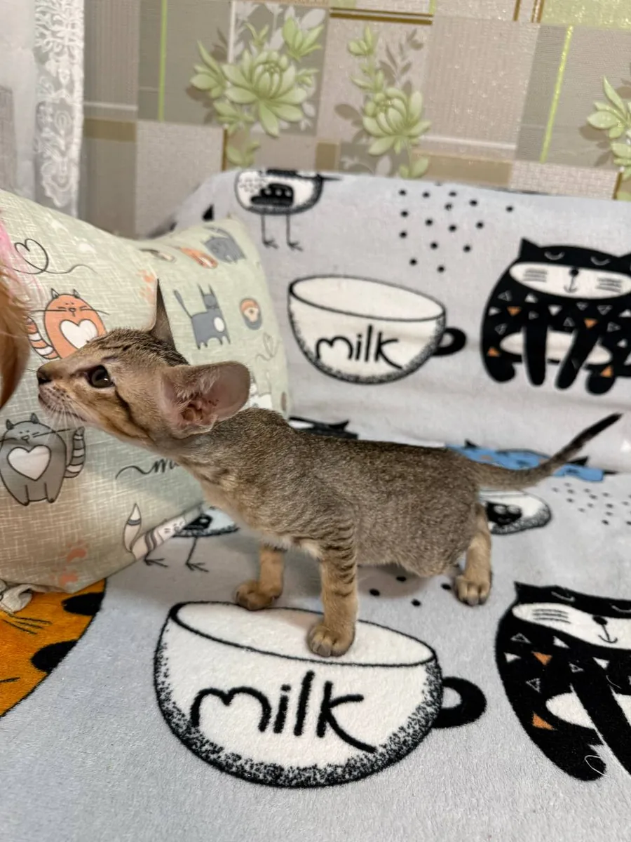 Chipa, Oriental Shorthair kitten, Black tabby spotted