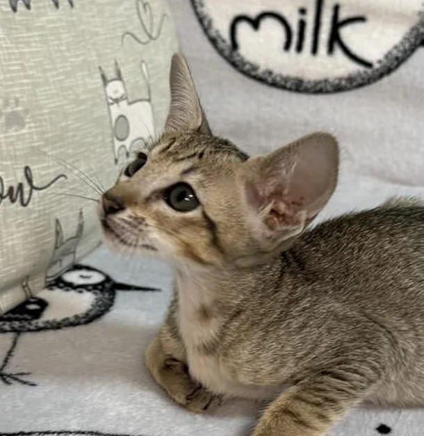 Chipa, Oriental Shorthair kitten, Black tabby spotted