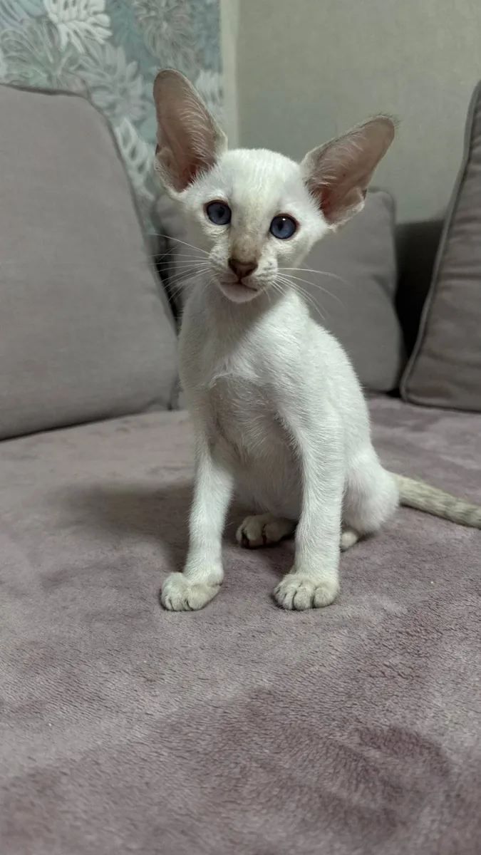 Churchill, Siamese kitten, Seal Tabby point