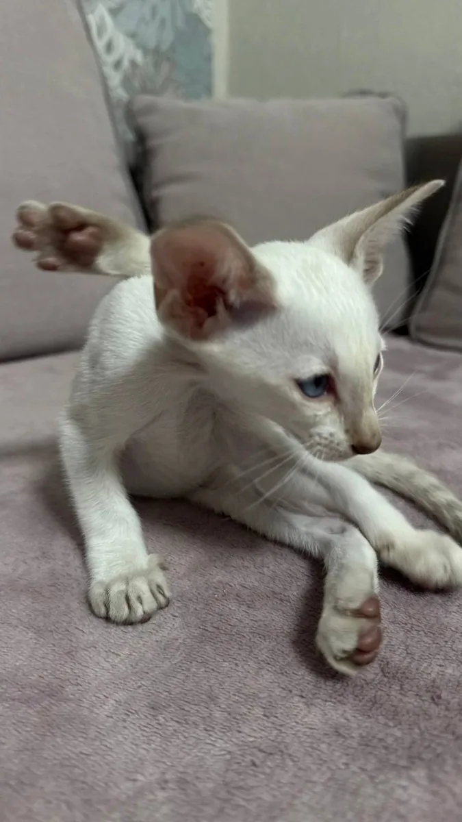 Churchill, Siamese kitten, Seal Tabby point