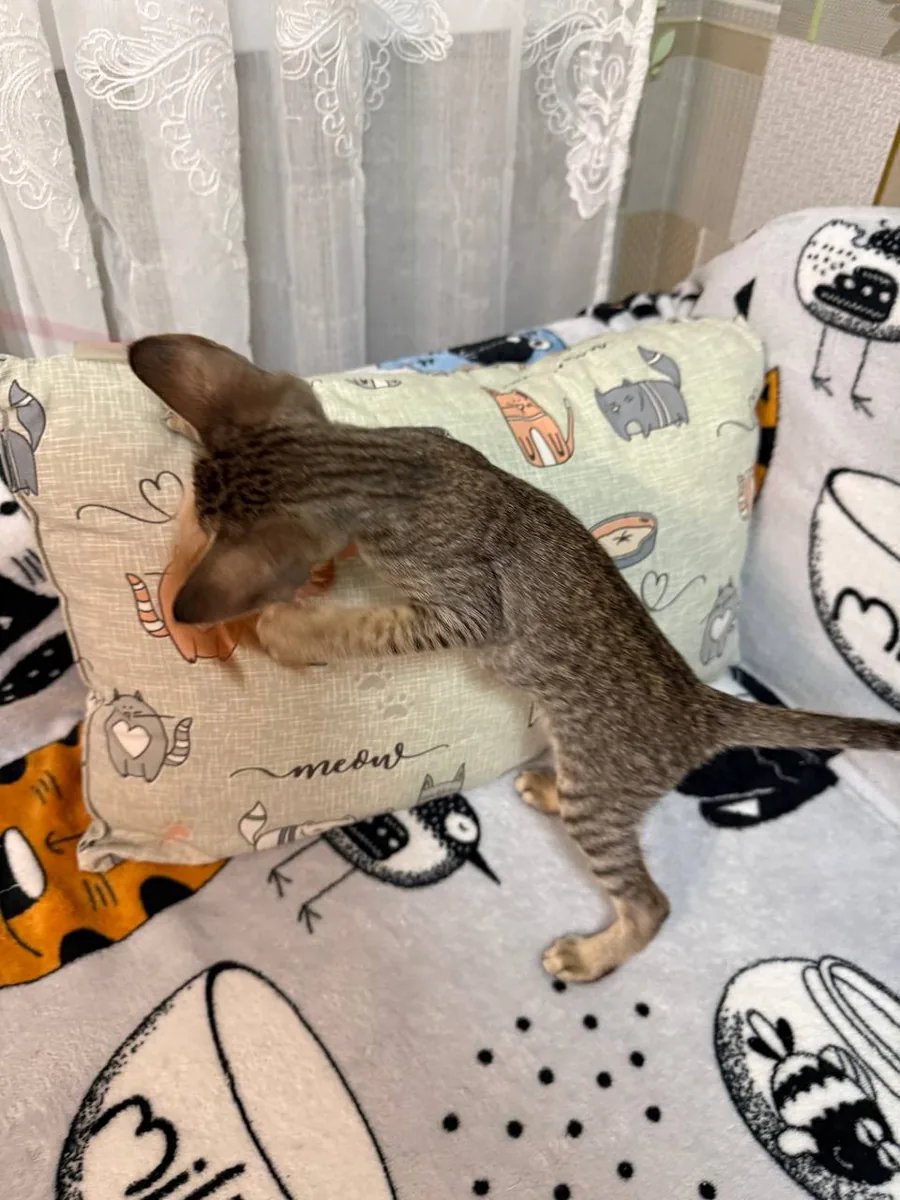 Cia, Oriental Shorthair kitten, Black tabby spotted