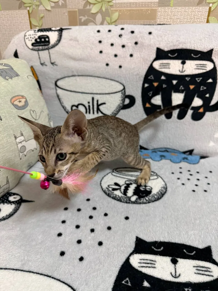 Cia, Oriental Shorthair kitten, Black tabby spotted